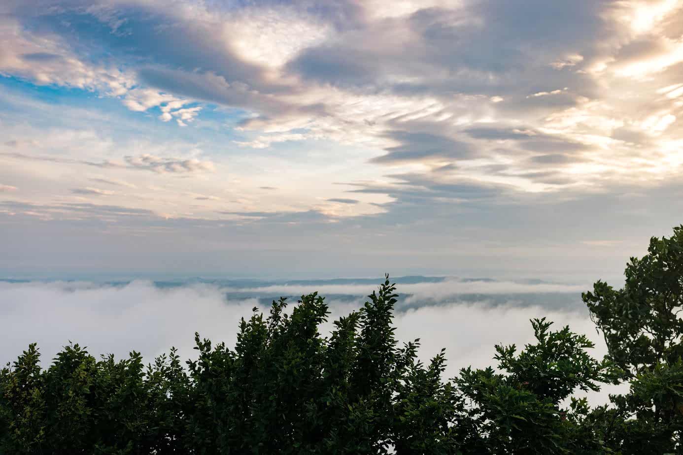 A cloud inversion behind trees with a sunrise